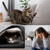 Problemas de comportamiento en gatos, estrés felino y frustración del dueño por una mala adopción