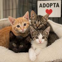 Gatitos y gatos jóvenes en la protectora preparados para ser adoptados por una persona activa