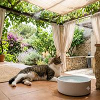 Gato descansando a la sombra en un patio ventilado junto a un cuenco de agua fresca y limpia durante el verano.