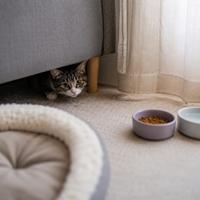 Gato recién llegado a su nuevo hogar, escondido debajo del sofá con miedo, con agua y comida fuera del sofa esperando