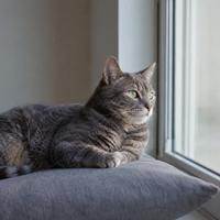 Gato adulto relajado junto a una ventana, ideal para personas con jornadas laborales largas que desean adoptar un gato independiente, tranquilo y fácil de cuidar.