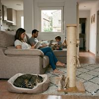 Un primer plano de un rascador de sisal para gatos de alta calidad con juguetes integrados, situado en una sala de estar familiar moderna. Un gato atigrado duerme plácidamente en su cama para mascotas junto al rascador.